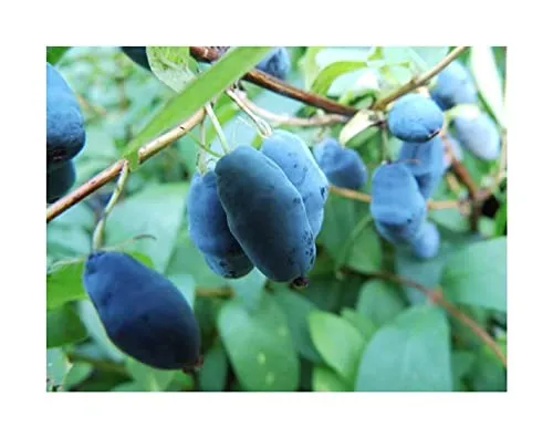 Stk - 15x Blaue Heckenkirsche Lonicera caerulea Zierpflanze Samen A346 - Seeds & Plants Shop by Ipsa