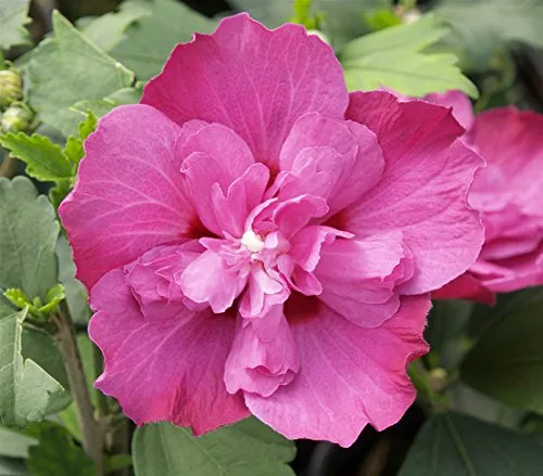 Pflanzen Lila von DEHN