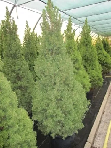 Picea glauca Conica von Baumschule