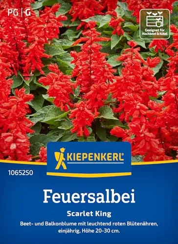 Kiepenkerl Feuersalbeisamen Scarlet King 1065250 - Beet- und Balkonblume - Höhe 20-30 cm - Inhalt für 40 Pflanzen - Blumensamen, Blumenwiese Samen, Saatgut