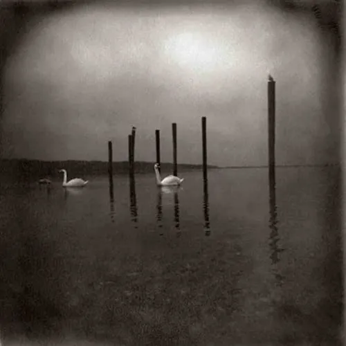 Produktbild Conference of the Birds (Clear W/ Purple)