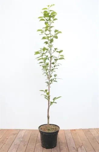 Diospyros kaki 'Ernesto' - Winterharter Kaki mit orangefarbenen Früchten - Obstsamen & -pflanzen - Erntezeit im Oktober-November, pflegeleicht und ideal für Kübel, bringt süße Früchte und ist ein dekorativer Blickfang im Garten.