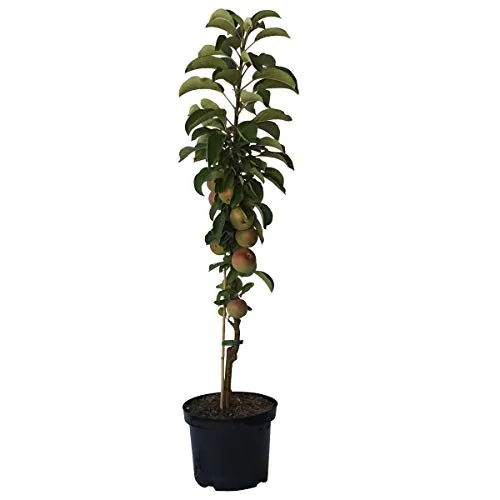 Säulenapfel Starline(R) Silver Pearl(S) schöner essbarer Zierapfel 80-120 cm 7-10 L Topf Unterlage: M7