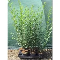 Produktbild Ligustrum vulgare 'Atrovirens' 60-80 cm