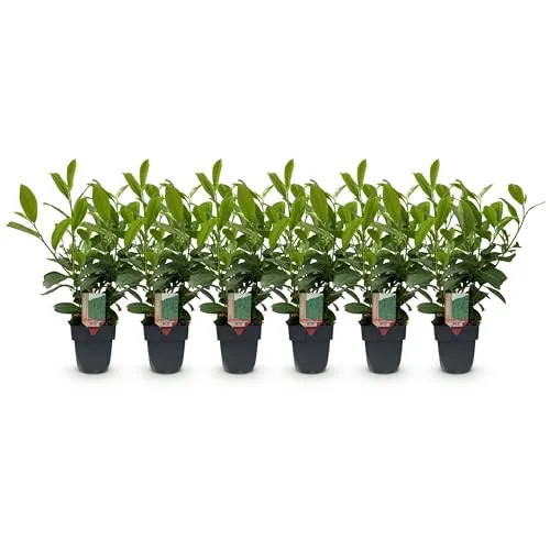 GreenboutiQ