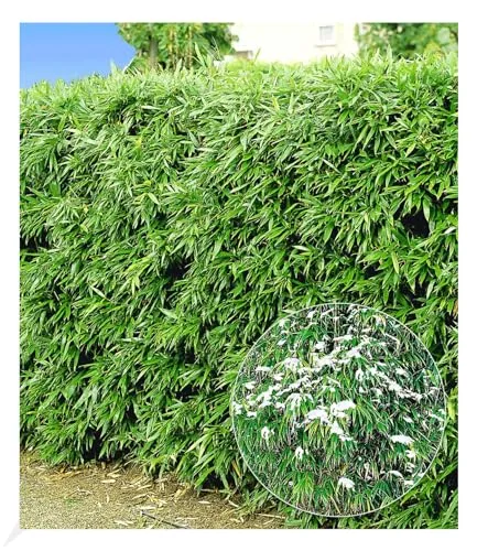 BALDUR Garten 10er Winterharte Bambus-Hecke, Fargesia murielae Simba