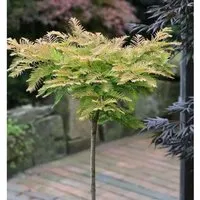 Produktbild Hochstamm Kugel Urweltmammutbaum Matthaie 40-60cm