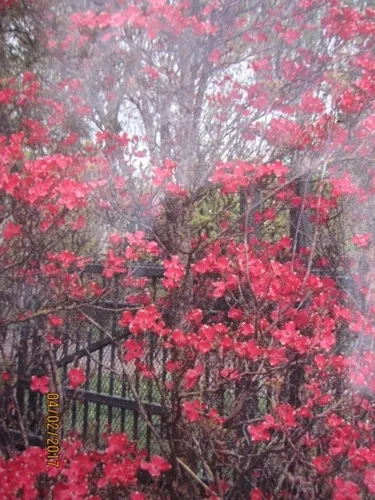 Cornus florida Cherokee Chief von Baumschule