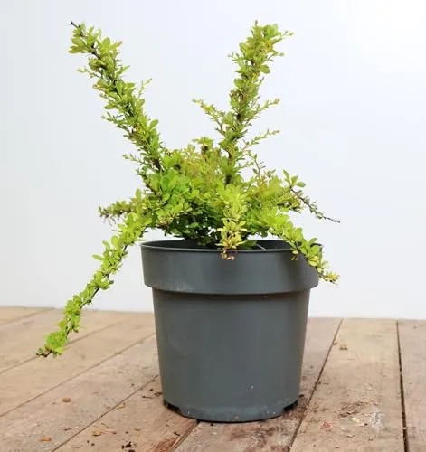 Berberis thunbergii 'Sunsation'