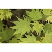Acer Shirasawanum Jordan – Japanischer Ahorn in Gelbgrün (60–100 cm) - Der Japanische Ahorn Jordan begeistert mit leuchtend gelbgrünem Laub und eleganter Krone. Ideal für Vorgärten oder als Solitärpflanze in Kübeln. Bringt Farbe in schattige Ecken und sorgt für harmonische Gartenakzente.
