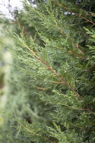 Pflanzen für Dich Konifere Cupressocyparis ley. Typ 2001