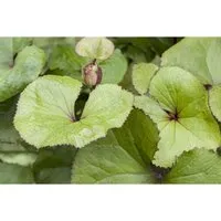 Ligularia Dentata Zahnblatt Ca. 11x11 cm Topf