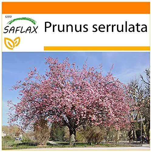 SAFLAX - Garden in the Bag - Japanische Blütenkirsche - 30 Samen - Mit Anzuchtsubstrat im praktischen, selbst aufstellenden Beutel - Prunus serrulata
