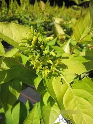Diervilla rivularis Honeybee in gelb von Baumschule