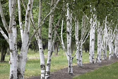 Betula utilis 60–100 cm – Winterhart, Mehrjährig, Pflegeleicht – Himalaya-Birke – Zierbaum für Garten & Einzelstellung