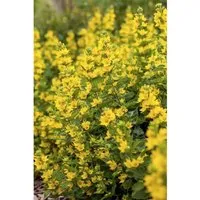 Lysimachia Punctata Goldfelberich Ca. 9x9 cm Topf