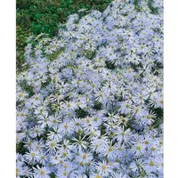 Aster Amellus Silbersee Bergaster Ca. 9x9 cm Topf