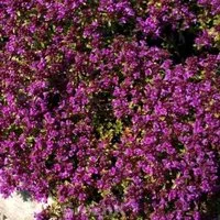 Produktbild Teppich Thymian Red Carpet - Thymus praecox