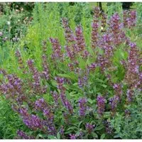 Produktbild Echter Salbei - Salvia officinalis
