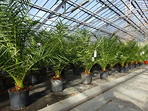 gruenwaren jakubik Palme 90-120 cm - kräftige Kanarische Dattelpalme - Premium Zimmerpflanze Phoenix canariensis, 90-120 cm hoch, ideal für drinnen und draußen im Sommer, keine Jungpflanzen, kräftige Qualität von gruenwaren.