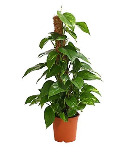 Dehner Efeutute, an Moosstab gebunden, ca. 50-60 cm, Ø Topf 17 cm, Zimmerpflanze