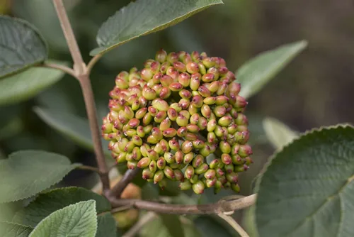 Viburnum rhytidophyllum, Immergrüner Schneeball, 30–40 cm