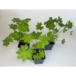 Geranium macrorrhizum Felsen-Storchschnabel 9cm Topf