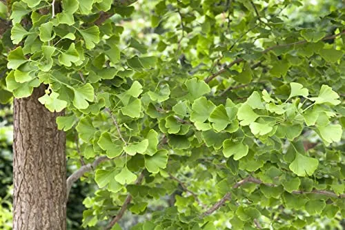 Ginkgo biloba - Fächerblattbaum mit goldgelber Herbstfärbung - Baumsamen & -pflanzen, ideal für Kübel und Gärten, robust und pflegeleicht, frosthart bis -20 °C, perfekt für Anfänger und individuelle Entwicklung.