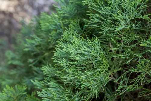 Pflanzen für Dich Konifere Juniperus chinensis Spartan, 1 St. - Immergrüne, säulenförmige Konifere für den Garten. Ideal für sonnige, windgeschützte Standorte. Pflegeleicht und robust, perfekt zur Gestaltung von Hecken oder als Solitärpflanze.