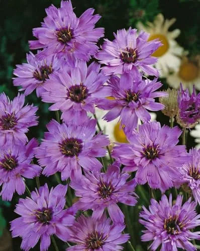 Catananche caerulea 9x9 cm Topf – Winterhart, Mehrjährig, Pflegeleicht – Blaue Rasselblume – Staude für Beet & Steingarten
