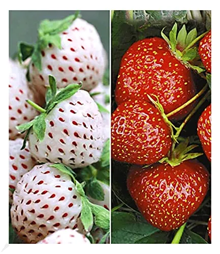 BALDUR Garten Erdbeeren-Raritäten-Kollektion von BALDUR-Garten