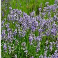 Produktbild Lavendel Phenomenal