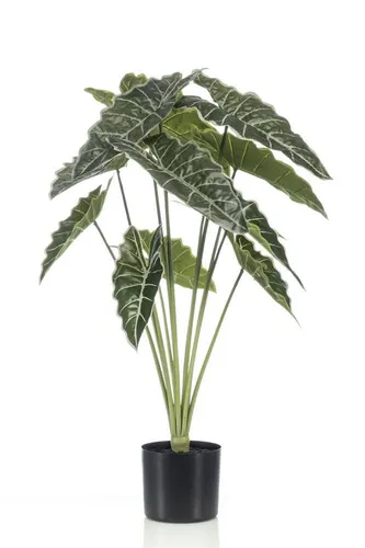 artplants Kunstpflanze Alocasia Sanderiana Fiorella, grün, 80cm