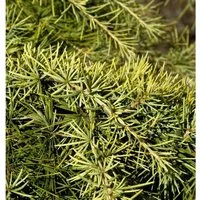 Himalaya Zeder Golden Horizon 80-100cm - Cedrus deodara