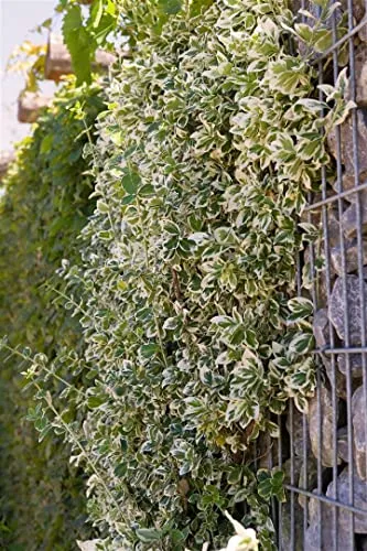 Euonymus fortunei 'Emerald Gaiety' 20–30 cm – Immergrün, Winterhart, Pflegeleicht – Kriechspindel – Bodendecker für Garten & Beet