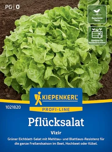 Pflücksalat Vizir in grün von Kiepenkerl