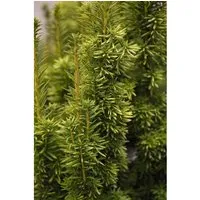 Taxus media 'Stefania' – Hybrid-Eibe 80-100 cm - Die Hybrid-Eibe 'Stefania' ist ein immergrüner Zierstrauch mit eleganten, dunkelgrünen Nadeln. Ideal für formale Hecken und Kübelpflanzen, überzeugt sie durch robustes Wachstum und pflegeleichte Handhabung.