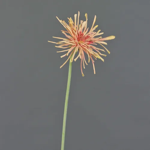 artplants Chrysantheme künstlich Susumu, orange, 60cm