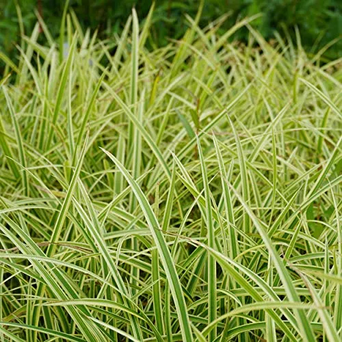 Blumixx Stauden Carex foliosissima 'Ice Dance' – Weißbunte Segge, winterhart & pflegeleicht, braungelbe Blüte, 0,5L Topf, ideal für Beet, Kübel & Schattenbereiche