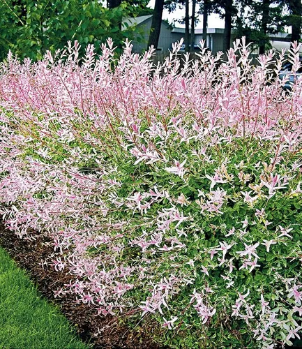 BALDUR Garten Hecken Salix-Hecke Hakuro Nishiki, 2 St. - Dekorative Zierweide für Ihren Garten, winterhart und bienenfreundlich. Ideal als Heckenpflanze oder Solitär, mit auffälligem Laub und geringem Pflegeaufwand.