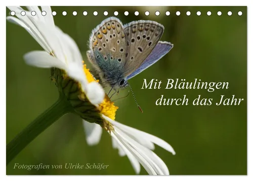 CALVENDO Wandkalender Mit Bläulingen durch das Jahr (Tischkalender 2026 DIN A5 quer), CALVEN