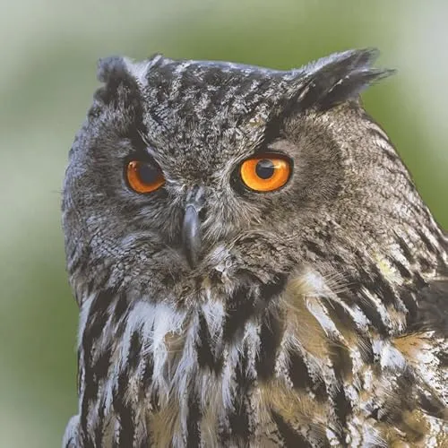 Servietten Tiere Eule aus der Natur als Tischdeko. Papierservietten mit Motiv. Auch für Decoupage und Serviettentechnik 33x33cm 20