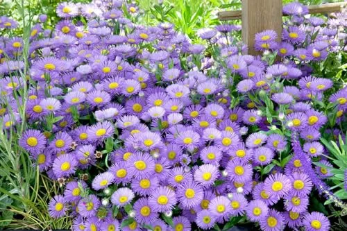 Aster alpinus 'Sabine' 9x9 cm Topf – Winterhart, Mehrjährig, Pflegeleicht – Alpenaster – Staude für Beet & Steingarten