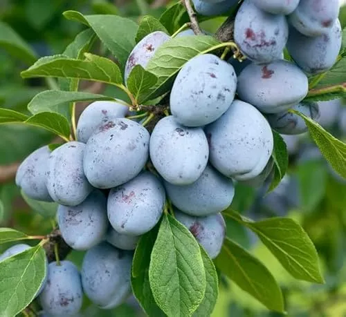 Mirabelle 'Bellamira'® Pflaumenbaum - Robuster Buschbaum im Topf - Blumen & Stauden: Selbstfruchtbare Mirabelle mit großem, aromatischem Fruchtfleisch, ideal für Hausgärten und Backen. Hoher Ertrag und gute Blattgesundheit.