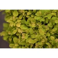 Berberis Thunbergii Golden Nugget Gelblaubig 15–20 cm