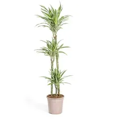 Exotenherz Zimmerpflanze Drachenbaum Drachenlilie Dracaena deremensis White Stripe 140 cm | 24 cm