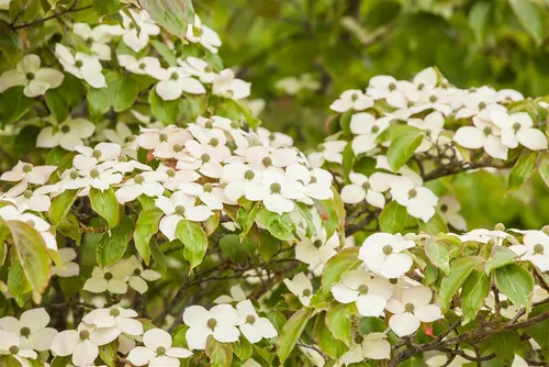 Cornus Kousa Japanischer Blumen-Hartriegel 100–125 cm – Edles Ziergehölz - Der Japanische Blumen-Hartriegel begeistert mit großen, weißen Hochblättern und spektakulären Herbstfarben. Ideal für repräsentative Gärten und als Kübelpflanze, bringt er ganzjährig Attraktivität in Ihren Garten.