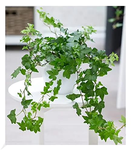 BALDUR Garten Efeu, 1 Pflanze, Luftreinigende Zimmerpflanze, unterstützt das Raumklima, Hängepflanze Hedera helix, Grünpflanze, mehrjährig - frostfrei halten