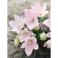 Platycodon Grandiflorus Fuji Pink Ballonblume Ca. 9x9 cm Topf