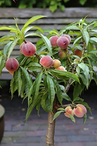 Zwerg-Pfirsich, kompaktwachsend, Terrassenobst, ca. 60-80cm, im Topf